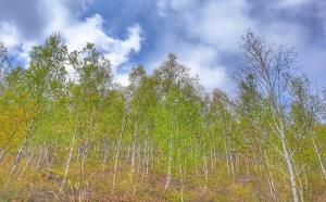 음성 원통산 자작나무숲