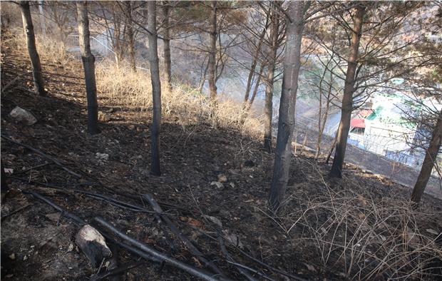 숲가꾸기로 대형산불 사전에 예방한다 이미지3