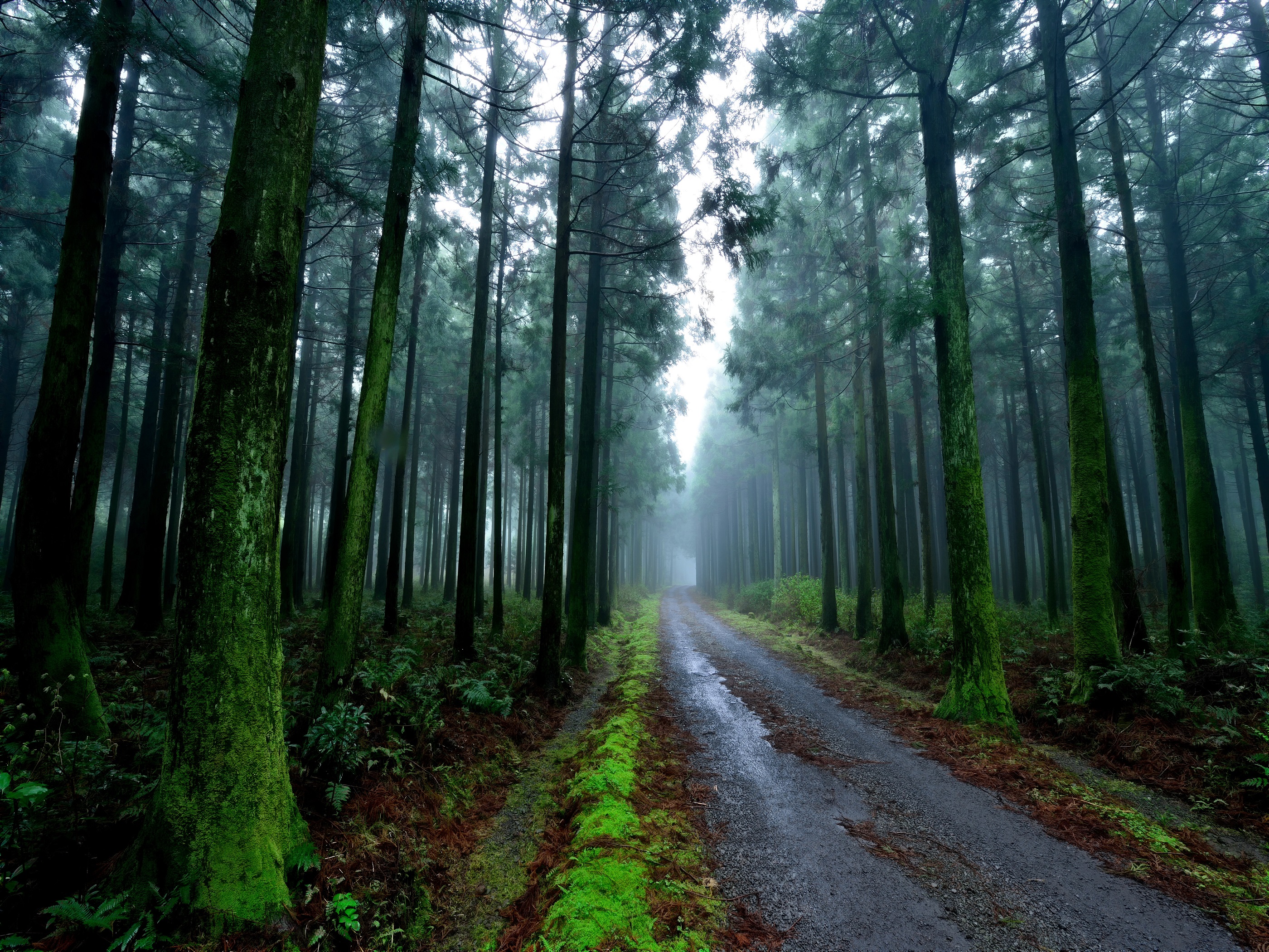 아름드리 삼나무 숲의 비경, 사려니숲 이미지1
