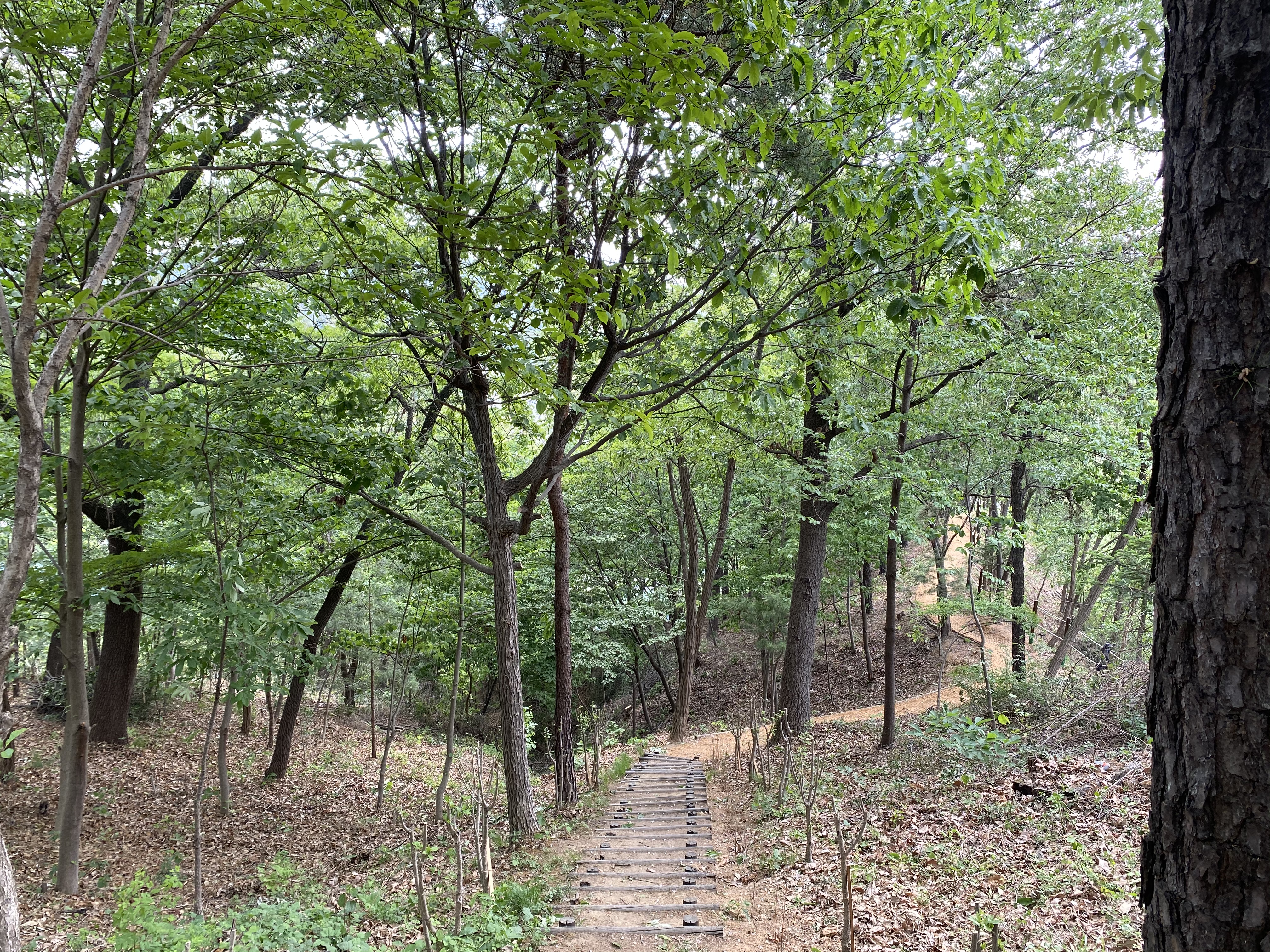 산림청에서 운영하는 ‘국민의 숲’으로 힐링하러 오세요! 이미지1