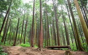 생장이 우수한 축령산 편백숲