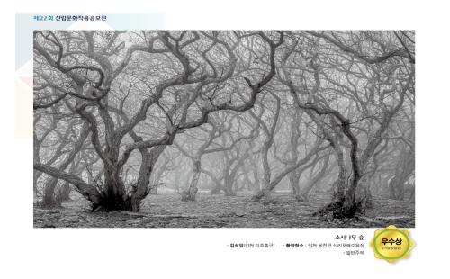 소사나무 숲