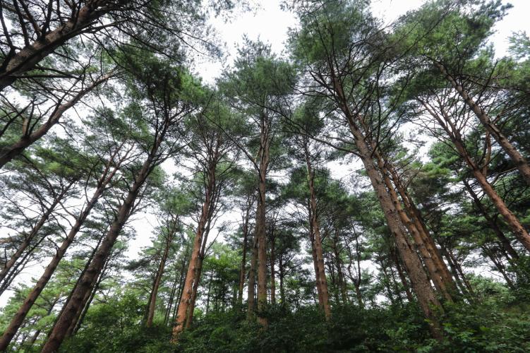 [보전] 100.함양 삼봉산 금강소나무숲