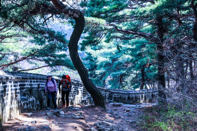 [보전] 78.광주 남한산성 소나무숲
