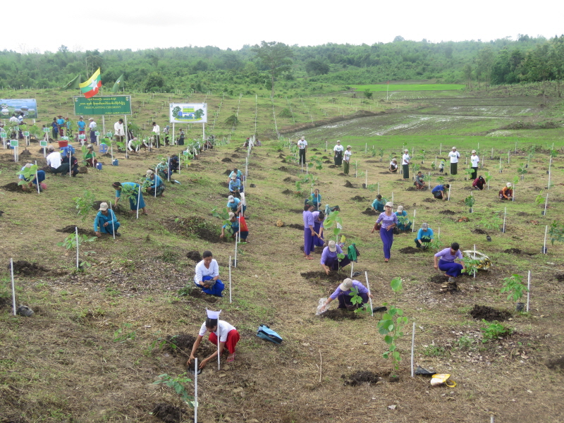 미얀마 tree planting campaign
