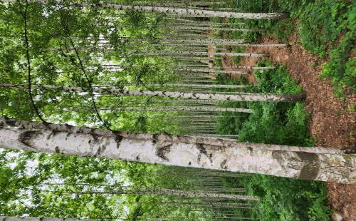활엽수 조림 확대를 위한 종자공급원 발굴