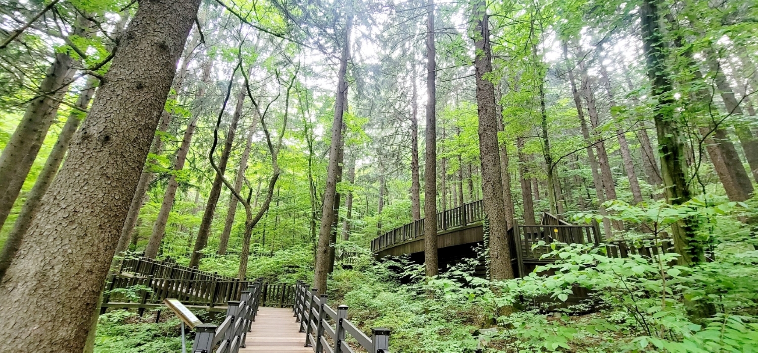 청정 숲에서 산책하며 힐링하세요 이미지1