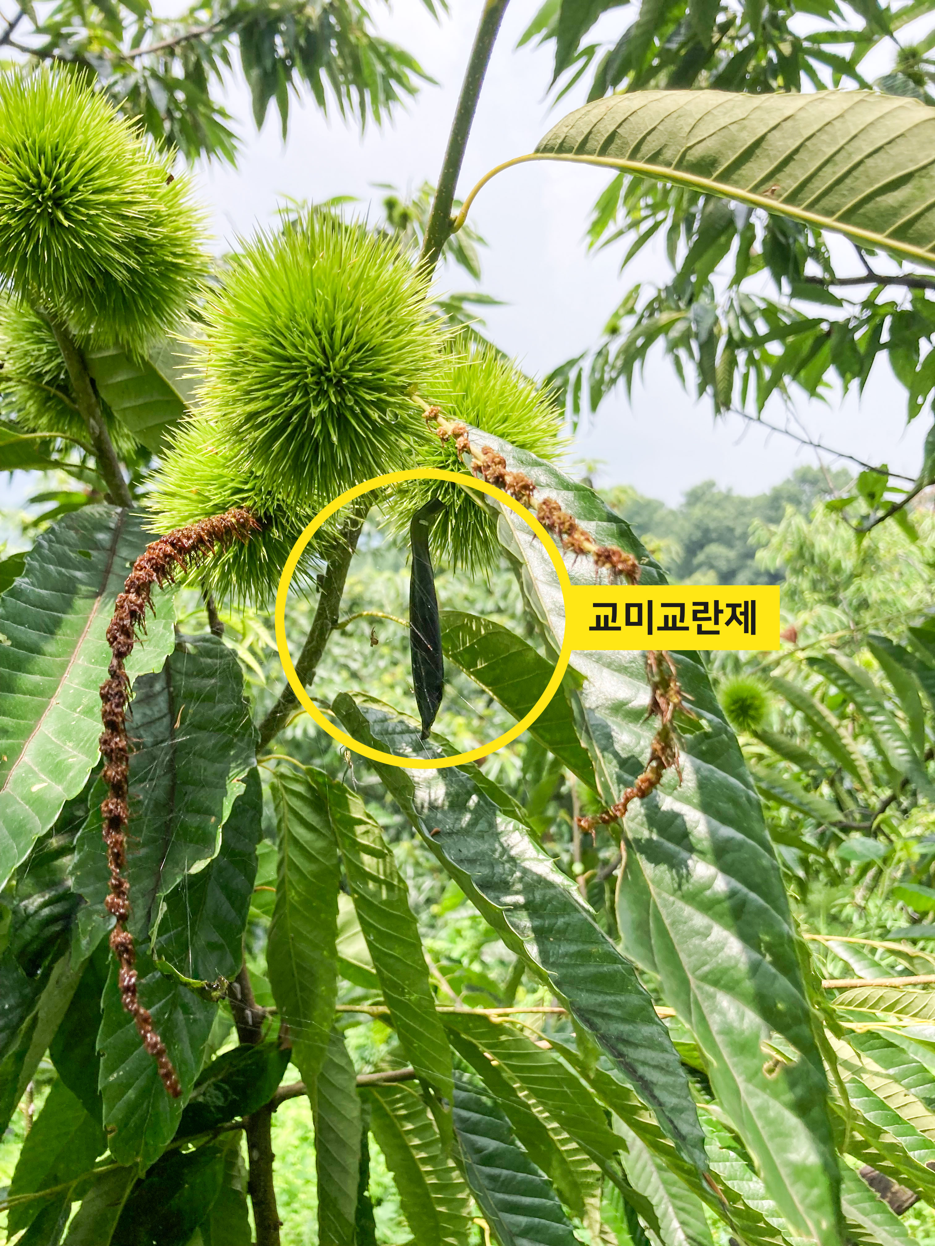밤 해충 복숭아명나방, 친환경 방제의 길을 열다! 이미지1