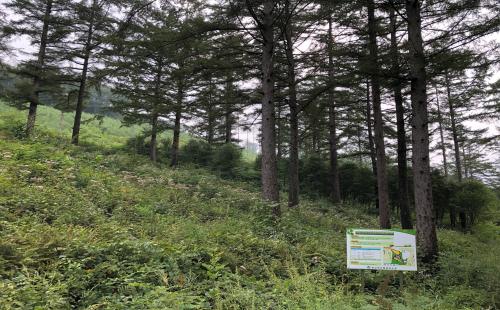 한반도 자생 잎갈나무, 진짜 엄마 찾는 DNA기술로 종 보존의 길 열었다...