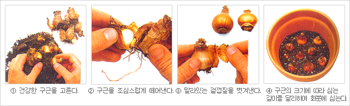 ①건강한 구근을 고른다., ②구근을 조심스럽게 떼어낸다. ,③말라있는 겉껍질을 버겨낸다., ④구근의 크기에 따라 심는 깊이를 달리하여 화분에 심는다.