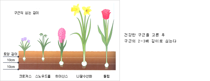구근의 심는 깊이 토양의 깊이 10cm 10cm 크로커스 스노우드롭 히아신스 나팔수선화 튤립, 건강한 구근을 고른후 구근 2~3배 깊이로 심는다.