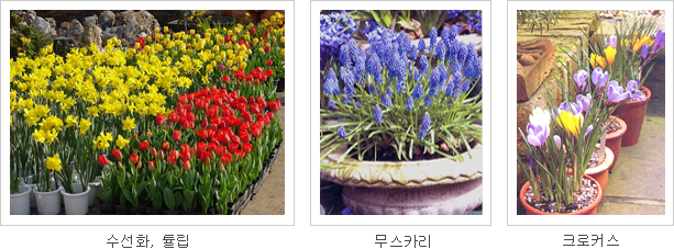 수선화,튤립, 무스카리, 크로커스