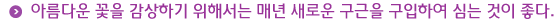아름다운 꽃을 감상하기 위해서는 매년 새로운 구근을 구입하여 심는 것이 좋다.