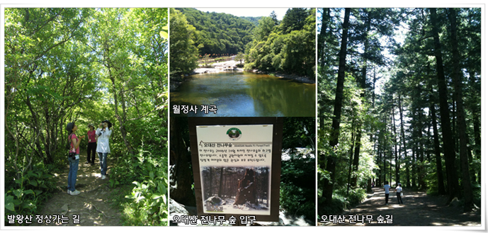 발왕산 정상가는길, 월장사 계곡, 오대산 전나무 숲 입구, 오대산 전나무 숲길