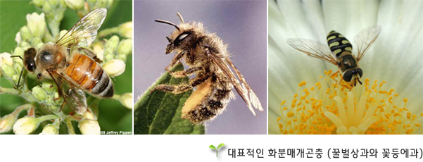 대표적인 화분매개곤충 (꿀벌상과와 꽃등에과)