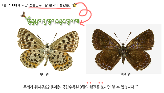 그런 의미에서 지난 곤충연구 1탄 문제의 정답은... :작은홍띠점박이푸른부전나비, 윗면, 아랫면, 문제가 뭐냐구요? 문제는 국립수목원 9월의 웹진을 보시면 알 수 있습니다 ^^