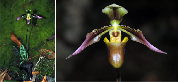 1) Paphiopedilum appletonianum (Gower) Rolfe