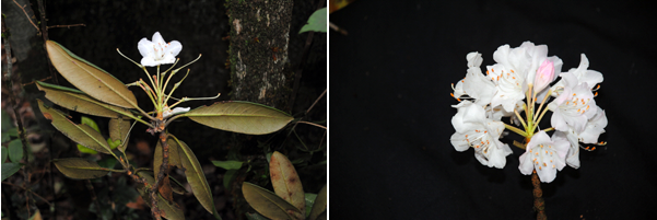 2) Rhododendron nhatrangensis Dop