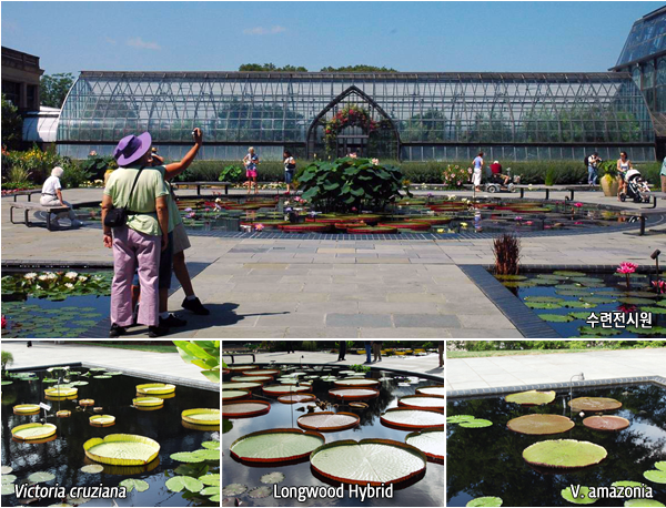 수련전시원 - Victoria cruziana, Longwood Hybrid , V. amazonia
