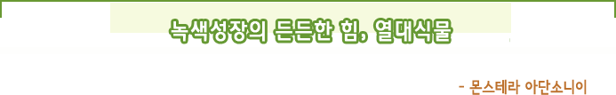 녹색성장의 든든한 힘,  열대식물- 몬스테라 아단소니이