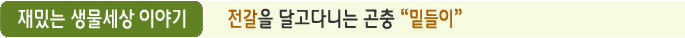 재밌는 생물세상 이야기 전갈을 달고다니는 곤충 “밑들이”