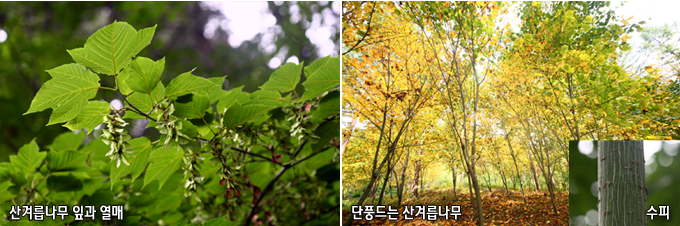 산겨릅나무 잎과 열매, 단풍드는 산겨름나무, 수피