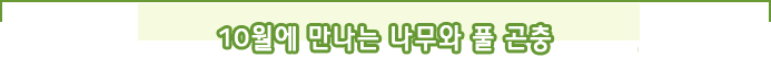 10월에 만나는 나무와 풀 곤충 