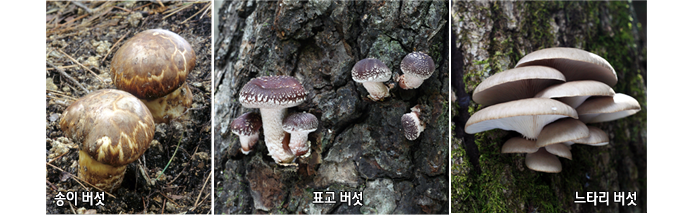 송이버섯, 표고버섯, 느타리 버섯