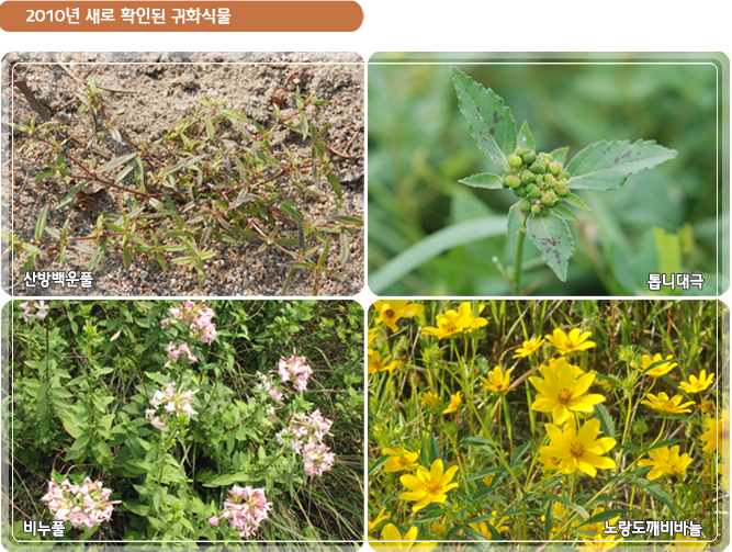 2010년 새로운 확인된 귀화식물- 산방백운풀, 톱니대극, 비누풀, 노랑도깨비바늘