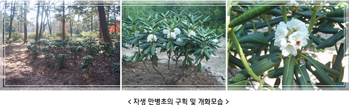 <자생 만병초의 구획 및 개화모습 >