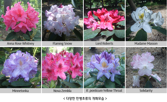 <다양한 만병초류의 개화모습 > - Anna Rose Whitney, Flaming Snow , Lord Roberts ,Madame Masson ,Minnetonka , Nova Zembla , R. ponticum Yellow Throat , Solidarity