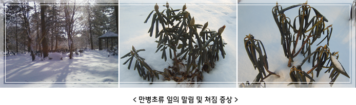 <만병초류 잎의 말림 및 쳐짐증상 >