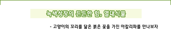 녹색성장의 든든한 힘,  열대식물- 고양이의 꼬리를 닮은 붉은 꽃을 가진 아칼리파를 만나보자