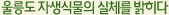 울릉도 자생식물의 실제를 밝히다