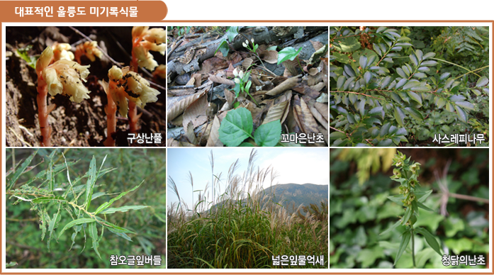 대표적인 울릉도 미기록식물, 구상난풀, 꼬마은난초, 사스레피나무, 참오글잎버들, 넓은잎물억새, 청닭의난초