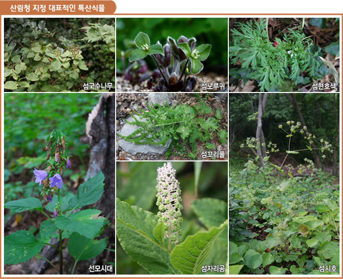 산림청 지정 대표적인 특산식물, 섬국수나무, 섬노루귀, 섬현호색, 섬꼬리풀, 선모시대, 섬자리공,섬시호 