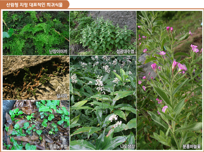 산림청 지정 대표적인 희귀식물, 난장이이끼, 섬광대수염, 실사리,콩팥노루발, 나도생강, 분홍바늘꽃 