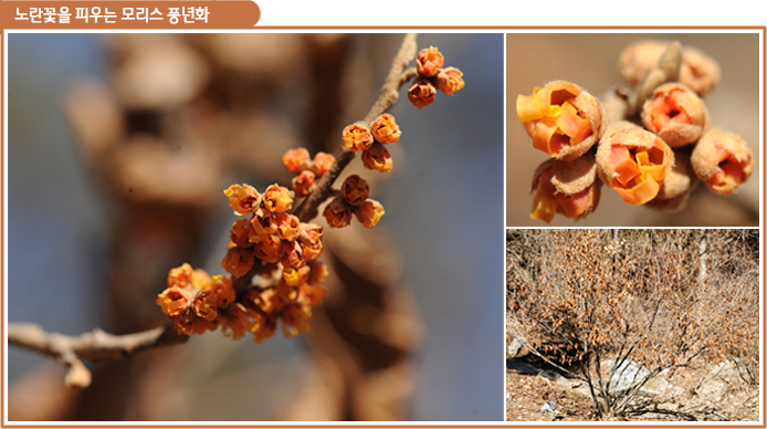 노란꽃을 피우는 모리스 풍년화