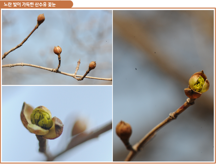 노란 빛이 가득한 산수유 꽃눈 