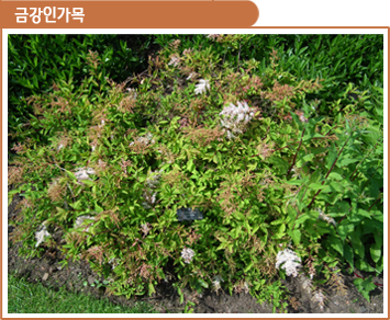 금강인가목