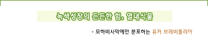 녹색성장의 든든한 힘,  열대식물- 모하비사막에만 분포하는 유카 브레비폴리아