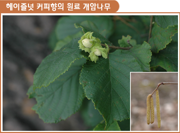 헤이즐넛 커피향의 원료 개암나무