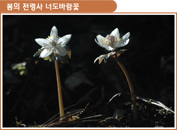 봄의 전령사 너도 바람꽃