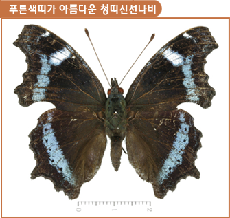 푸른색띠가 아름다운 청띠신선나비