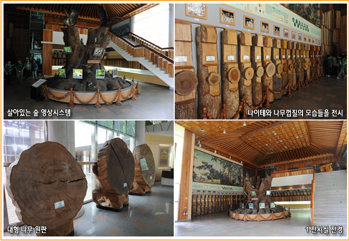 살아있는 숲 영상시스템, 나이테와 나무껍질의 모습들을 전시, 대형나무원판, 1전시실 전경