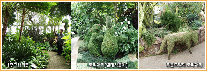 나무고사리류, 토피어리(열대식물원), 동물모양의 토피어리