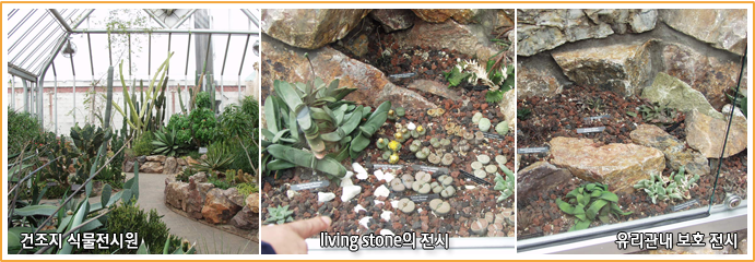 건조지 식물전시원, liveing stone의 전시, 유리관내 보호 전시