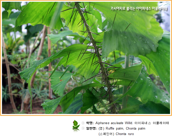 가시야자로 불리는 아이파네스 아쿨레아테 학명 : Aiphanes aculeate Willd. 아이파네스 아쿨레아테, 일반명:(영)Ruffle, palm, Chonta palm, (스페인어)Chonta ruro