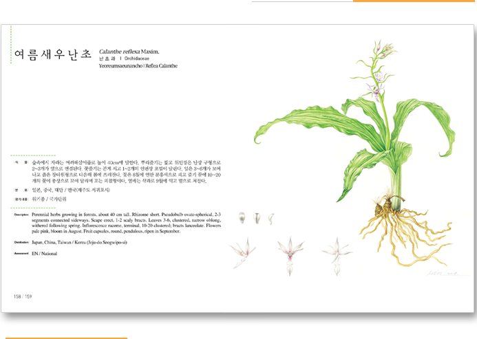 여름새우난초