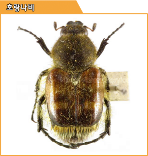 호랑나비 